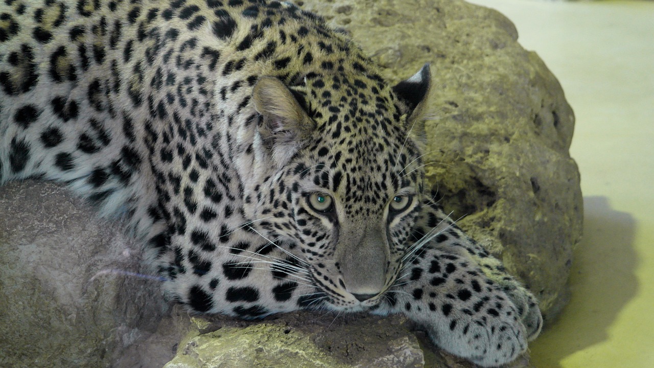 leopard animal large free photo