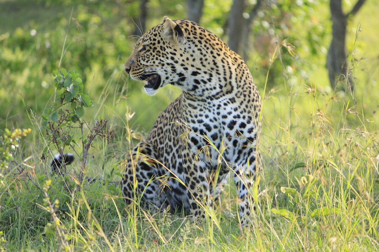 leopard masai mara free photo