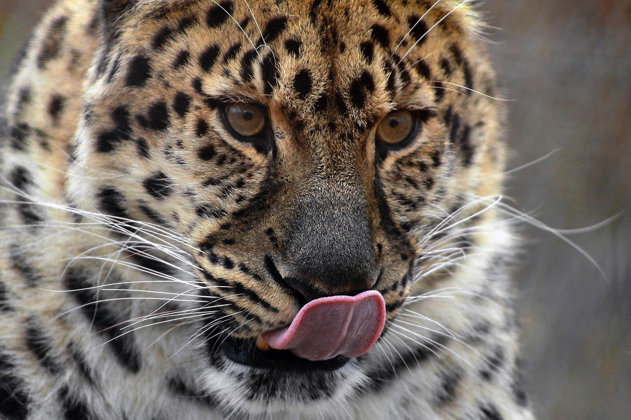 leopard big cat cat free photo