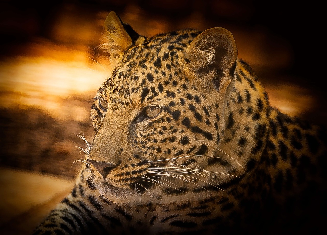 leopard wildlife africa free photo