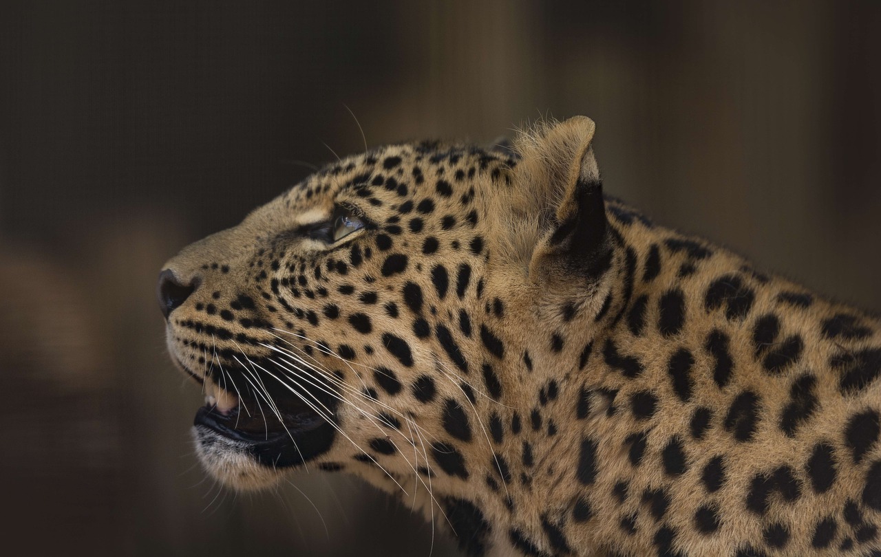 leopard cub rosettes free photo