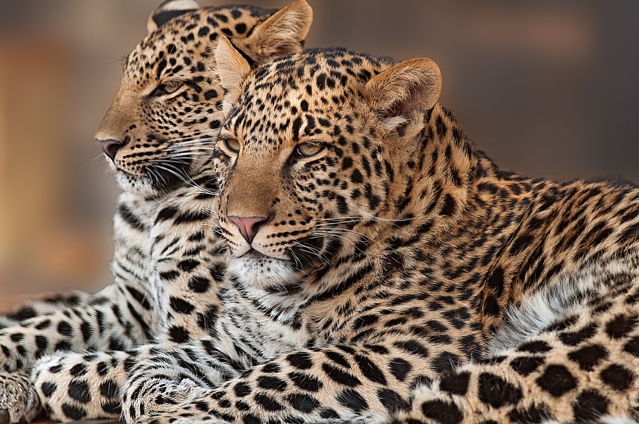 leopard cub rosettes free photo