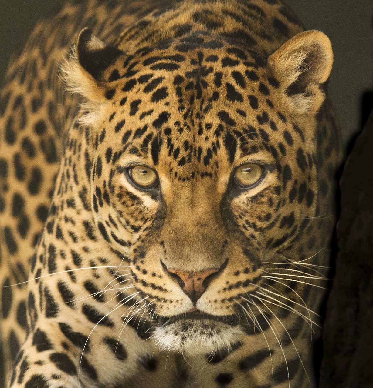 leopard africa eyes free photo