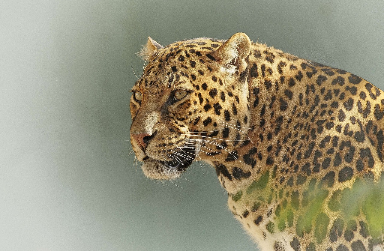 leopard predator eyes free photo