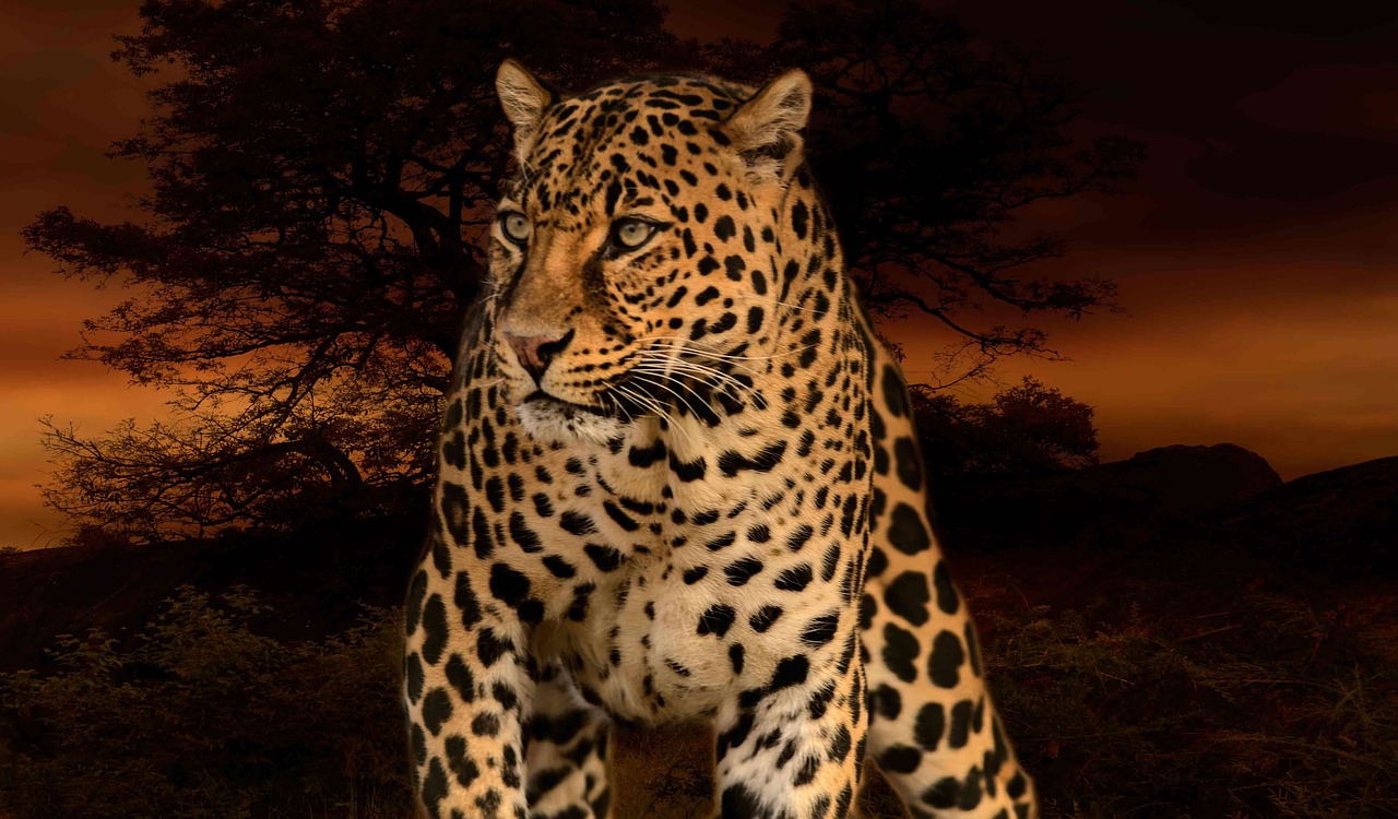 leopard hunter predator free photo