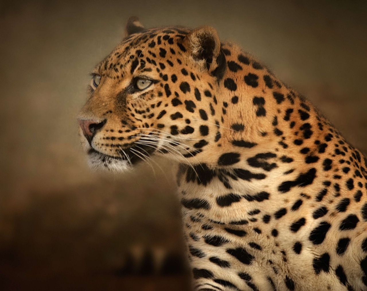 leopard portrait eyes free photo