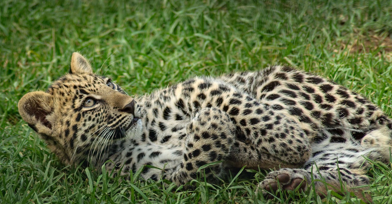 leopard cub eyes free photo