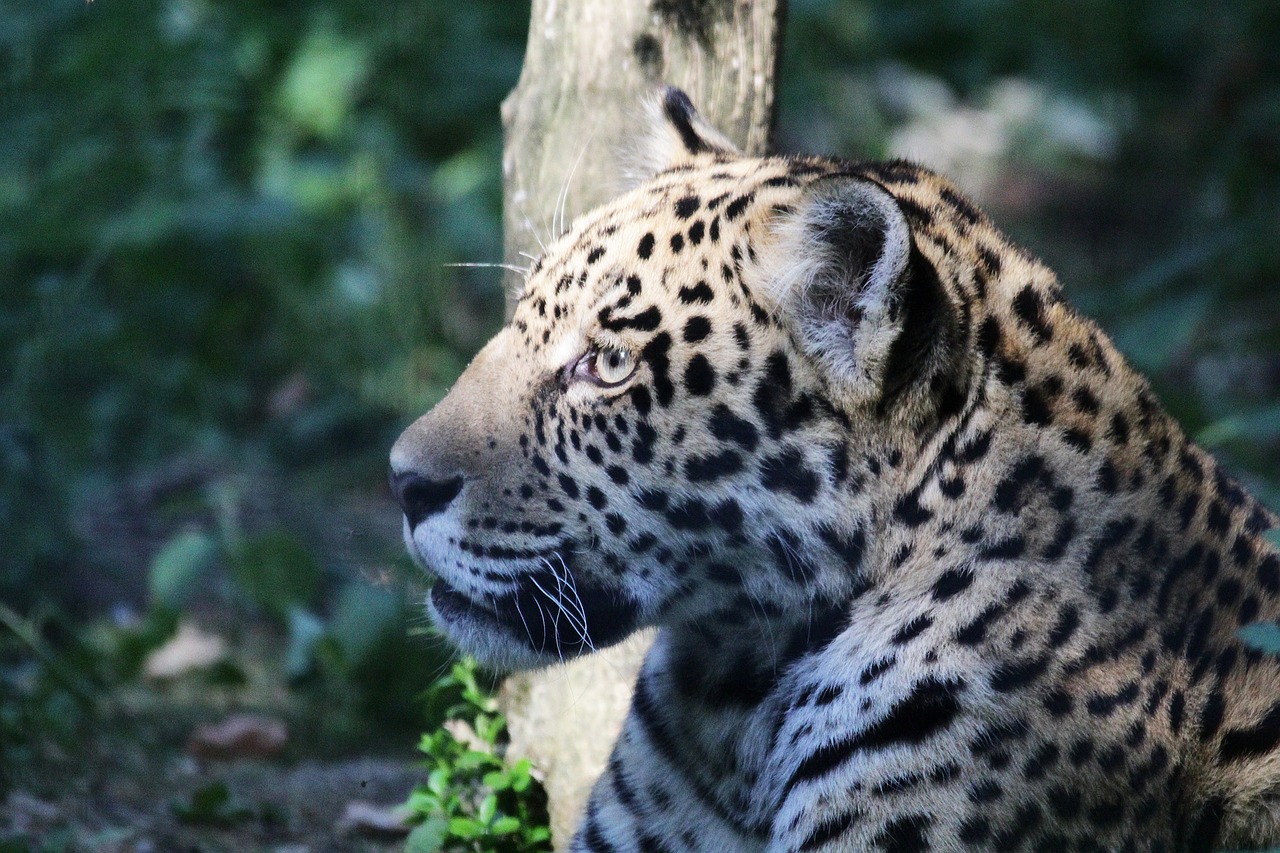 leopard animal animal park free photo