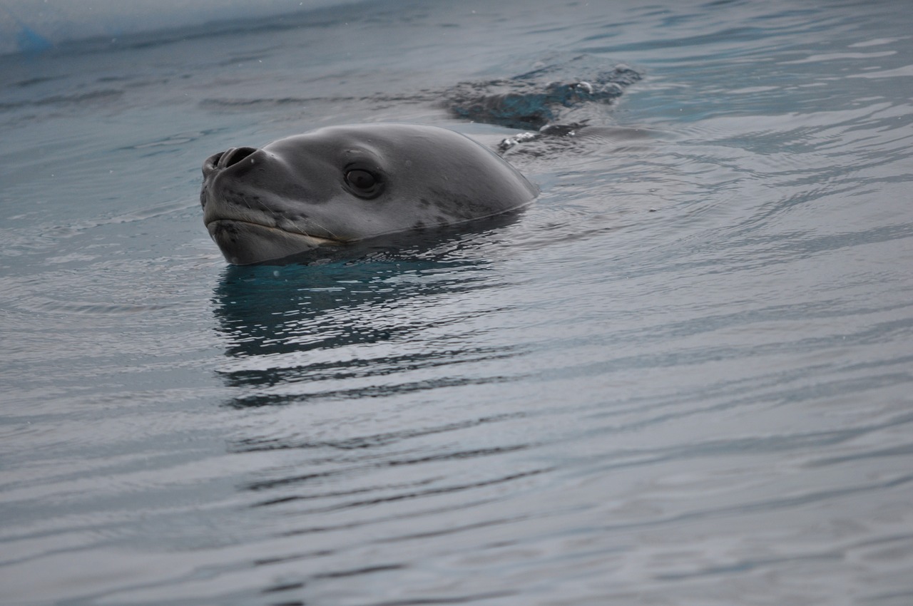 leopard seal antarctica free photo