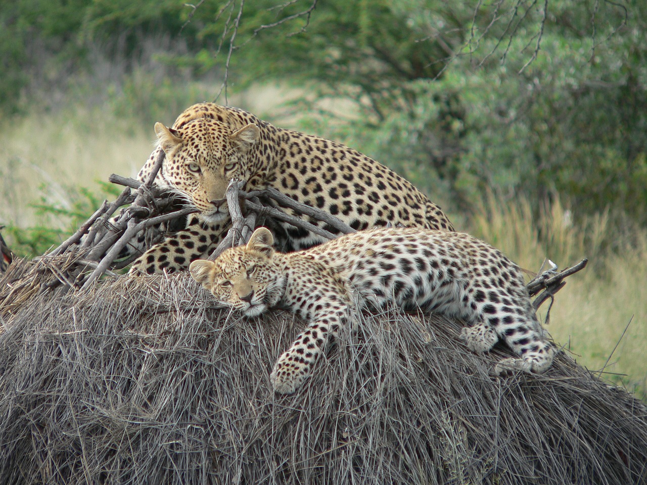 leopard safari naminia free photo