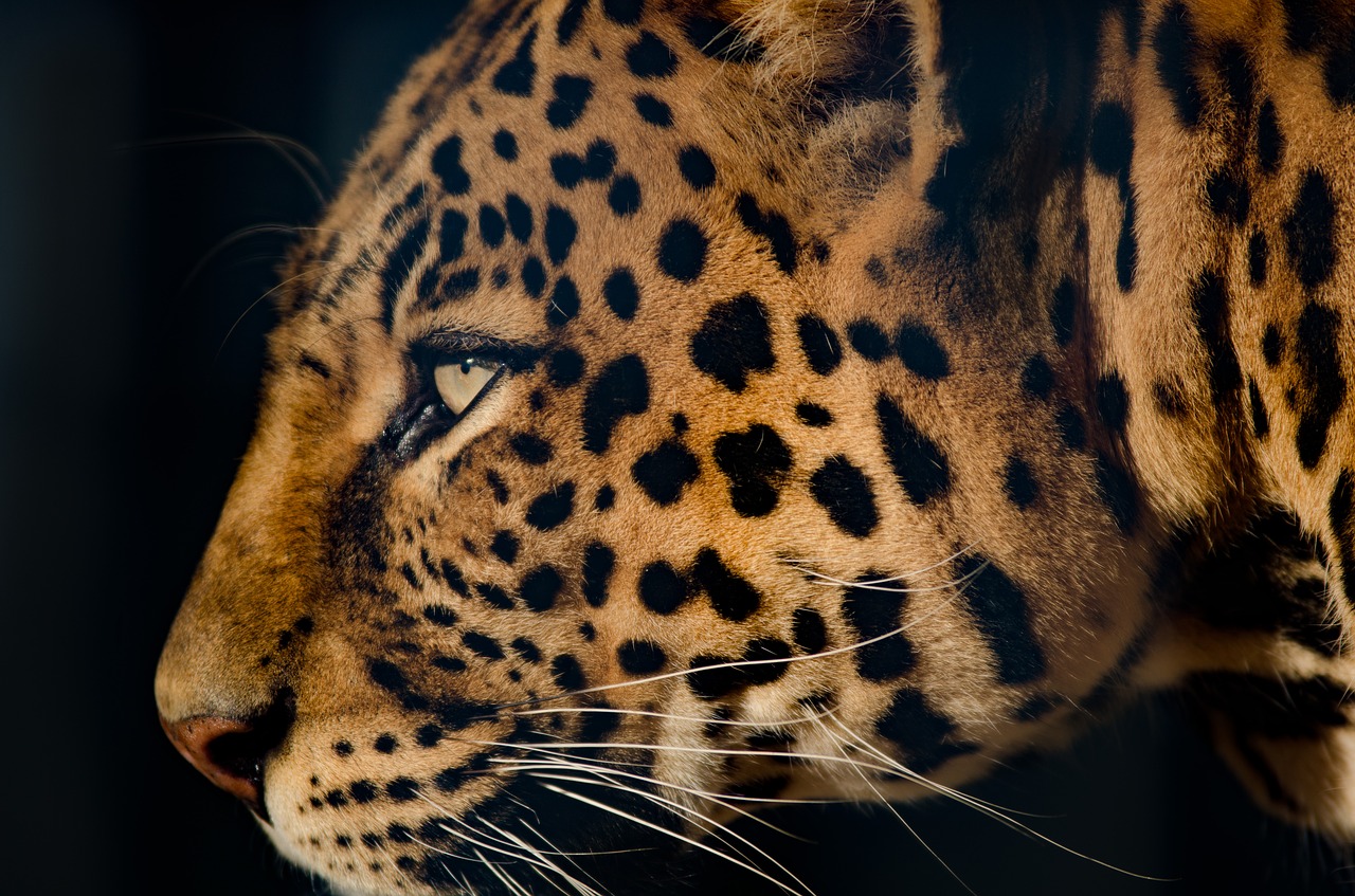 leopard extremely close eye free photo