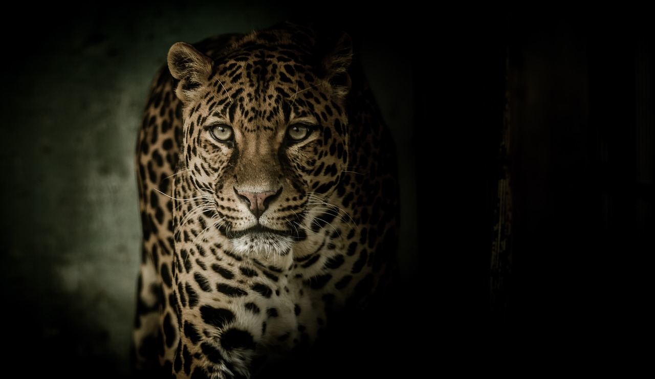 leopard eyes fearsome free photo