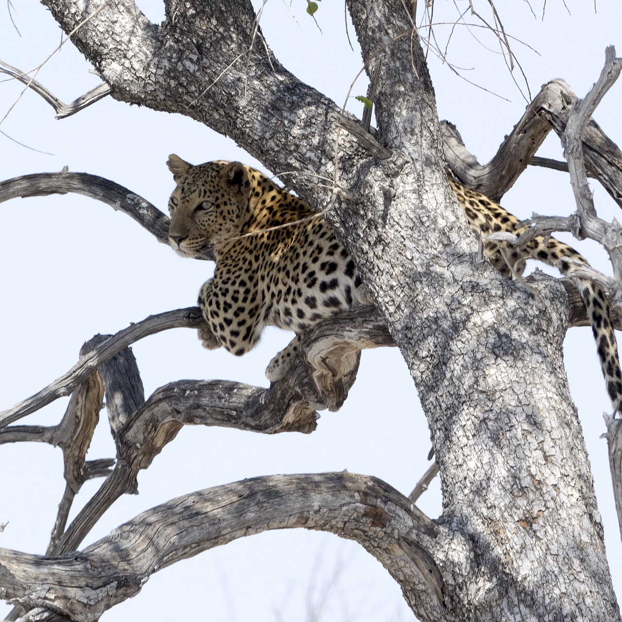leopard national park africa free photo