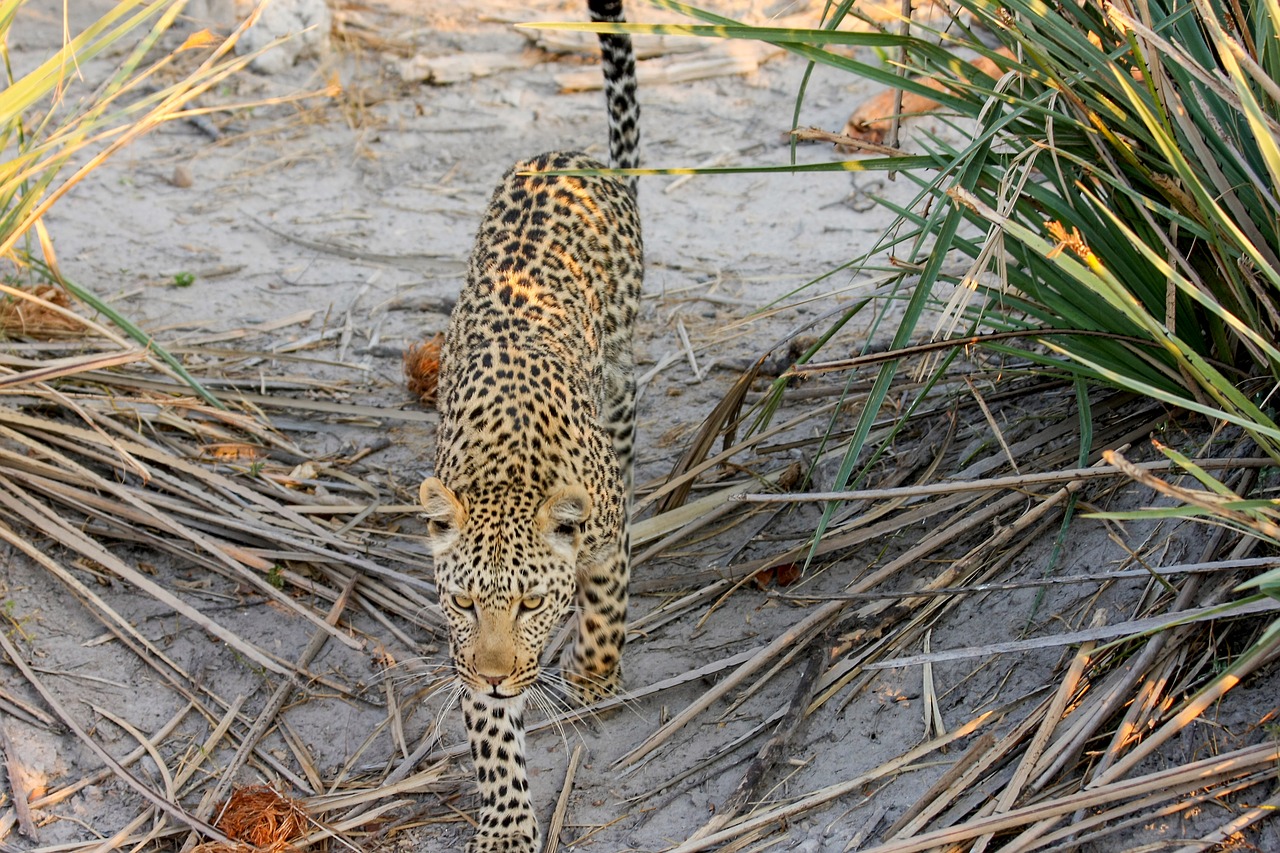 leopard africa botswana free photo
