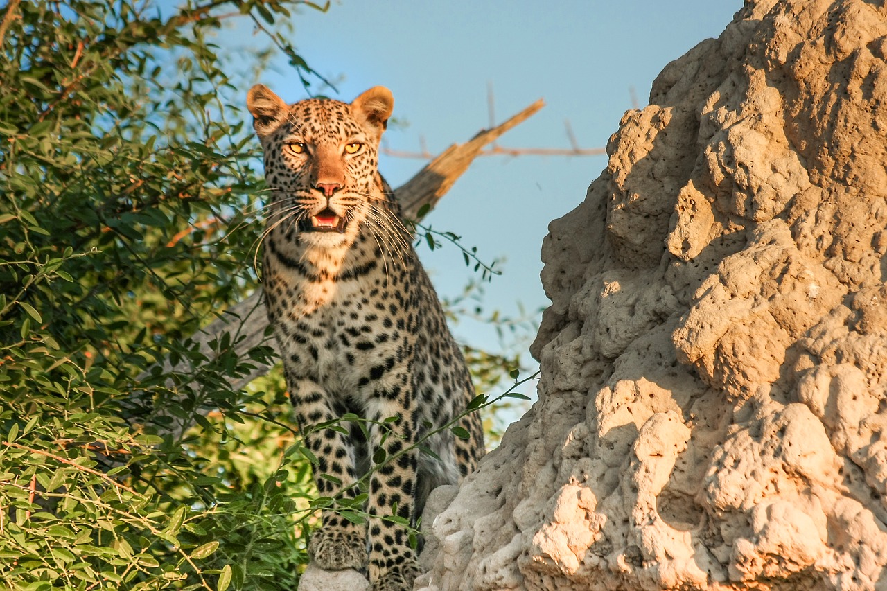 leopard africa botswana free photo