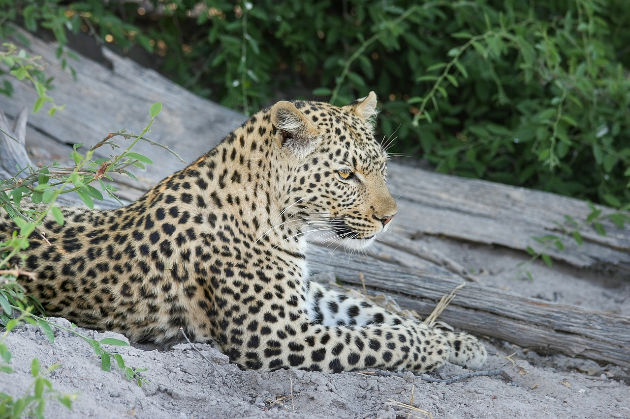 leopard africa botswana free photo