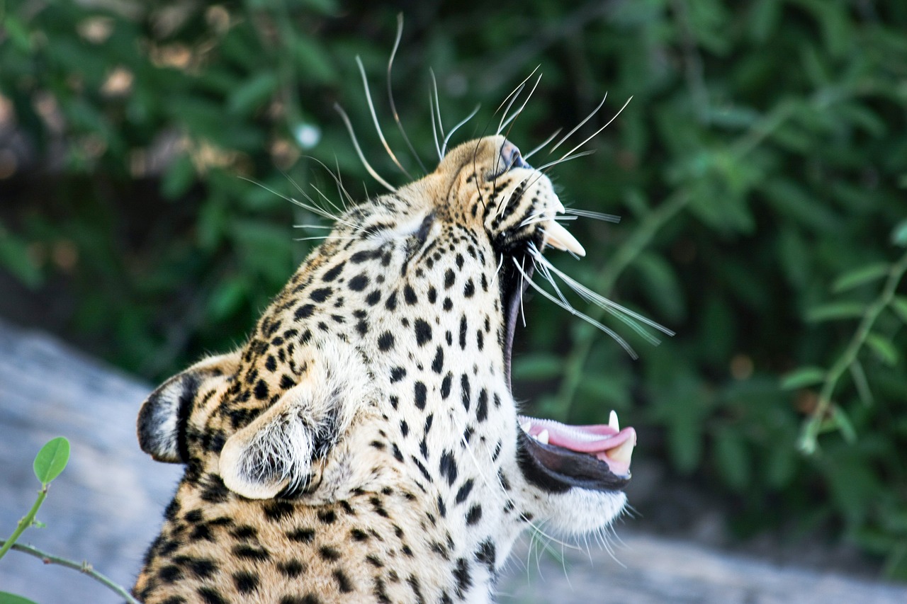 leopard africa botswana free photo