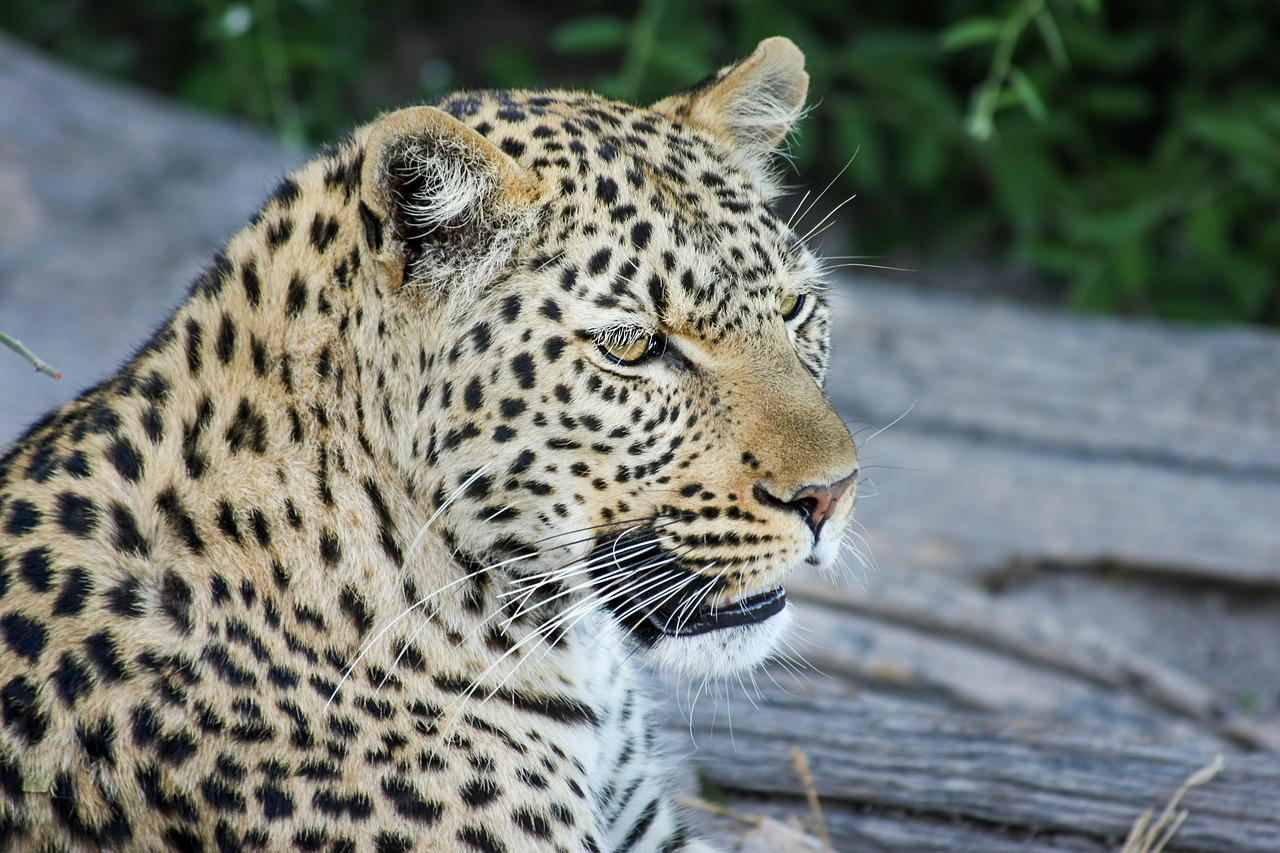 leopard africa botswana free photo