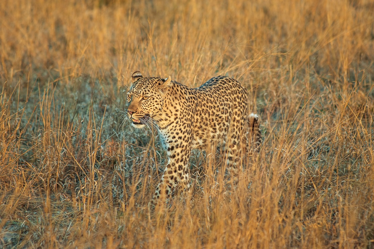 leopard africa botswana free photo