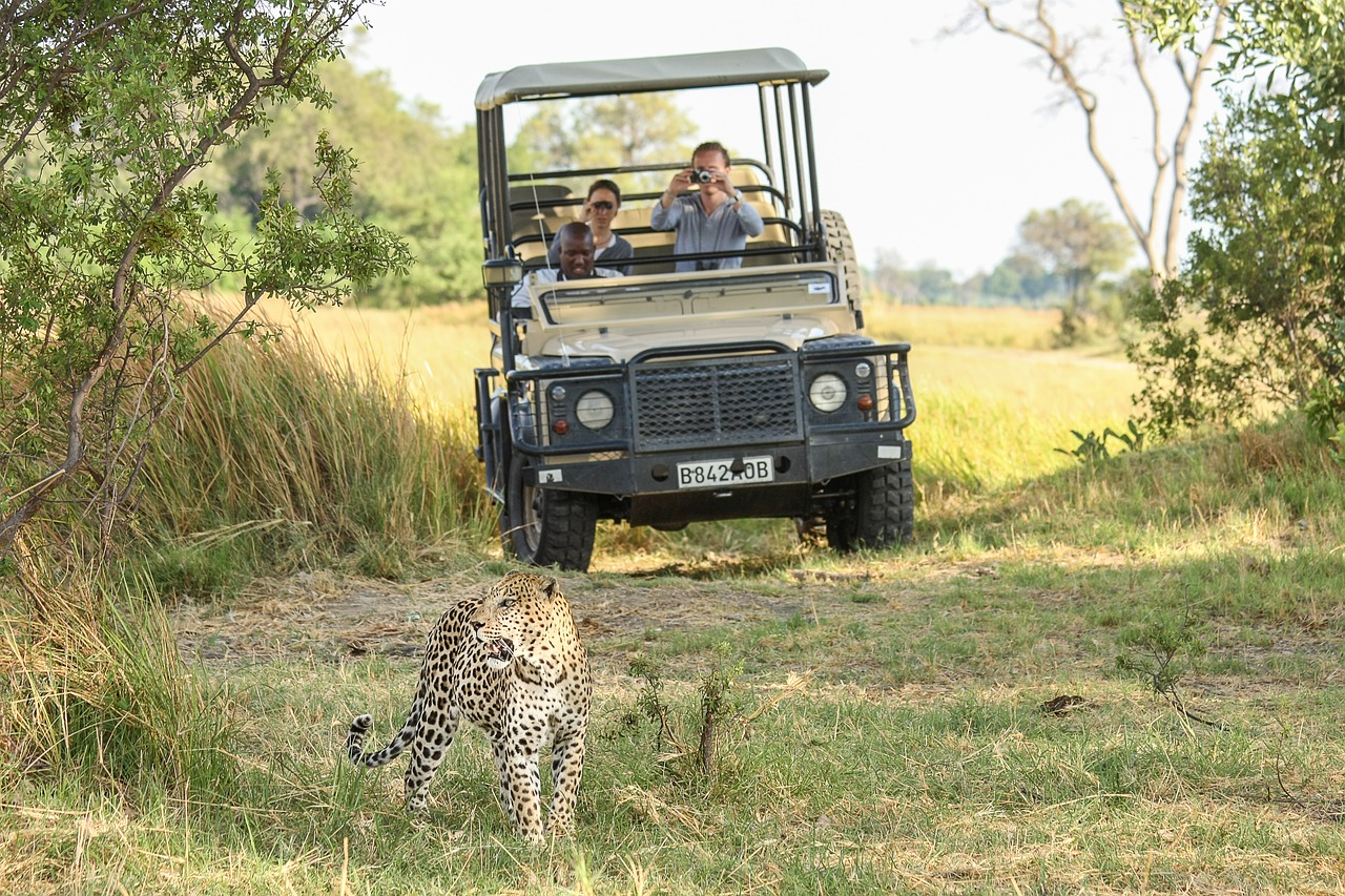 leopard africa botswana free photo