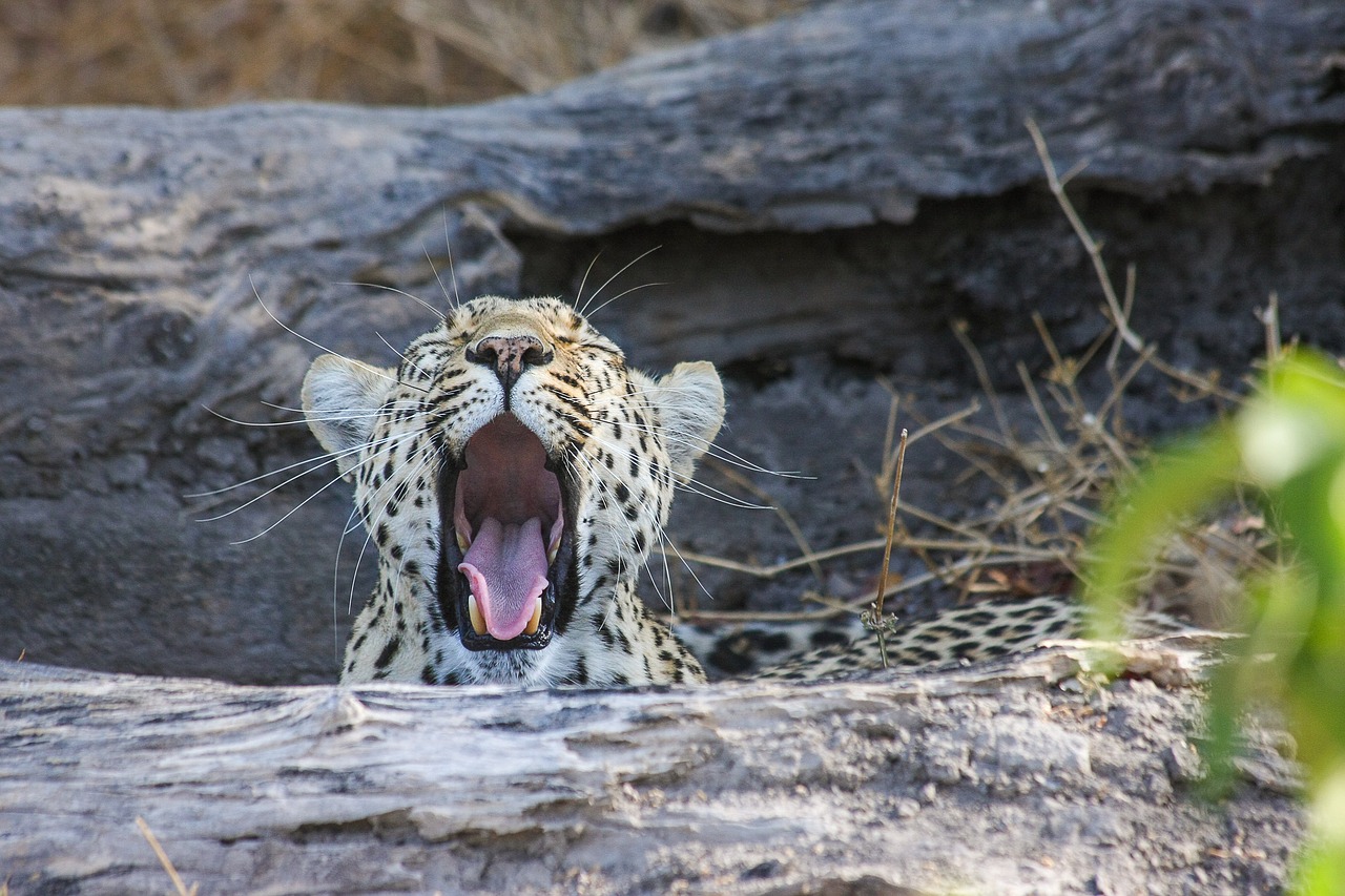 leopard africa safari free photo