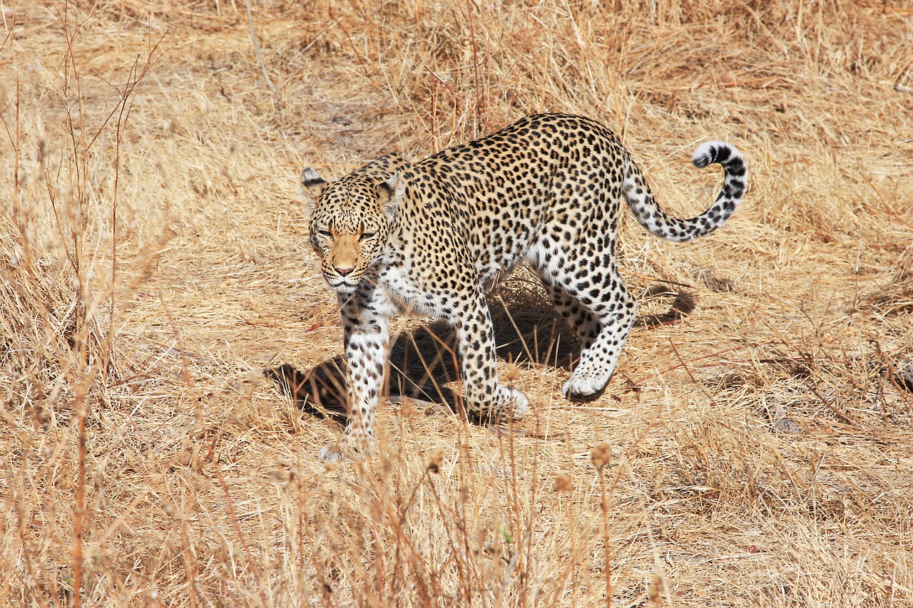 leopard africa safari free photo