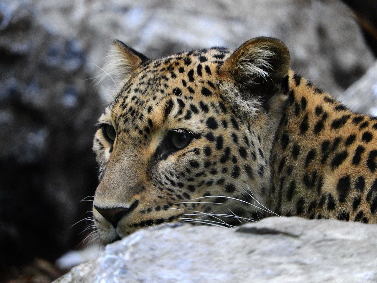 leopard stone zoo free photo