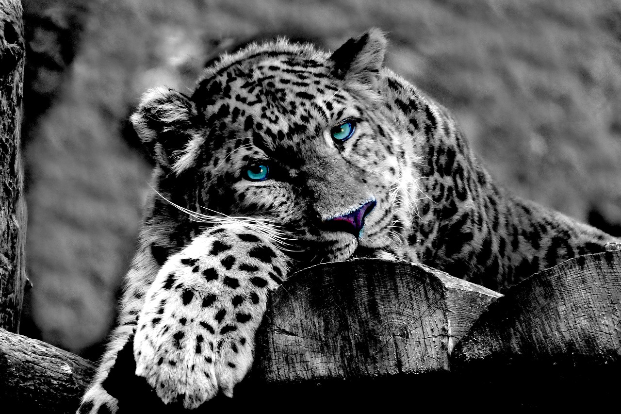 leopard animal wildcat free photo