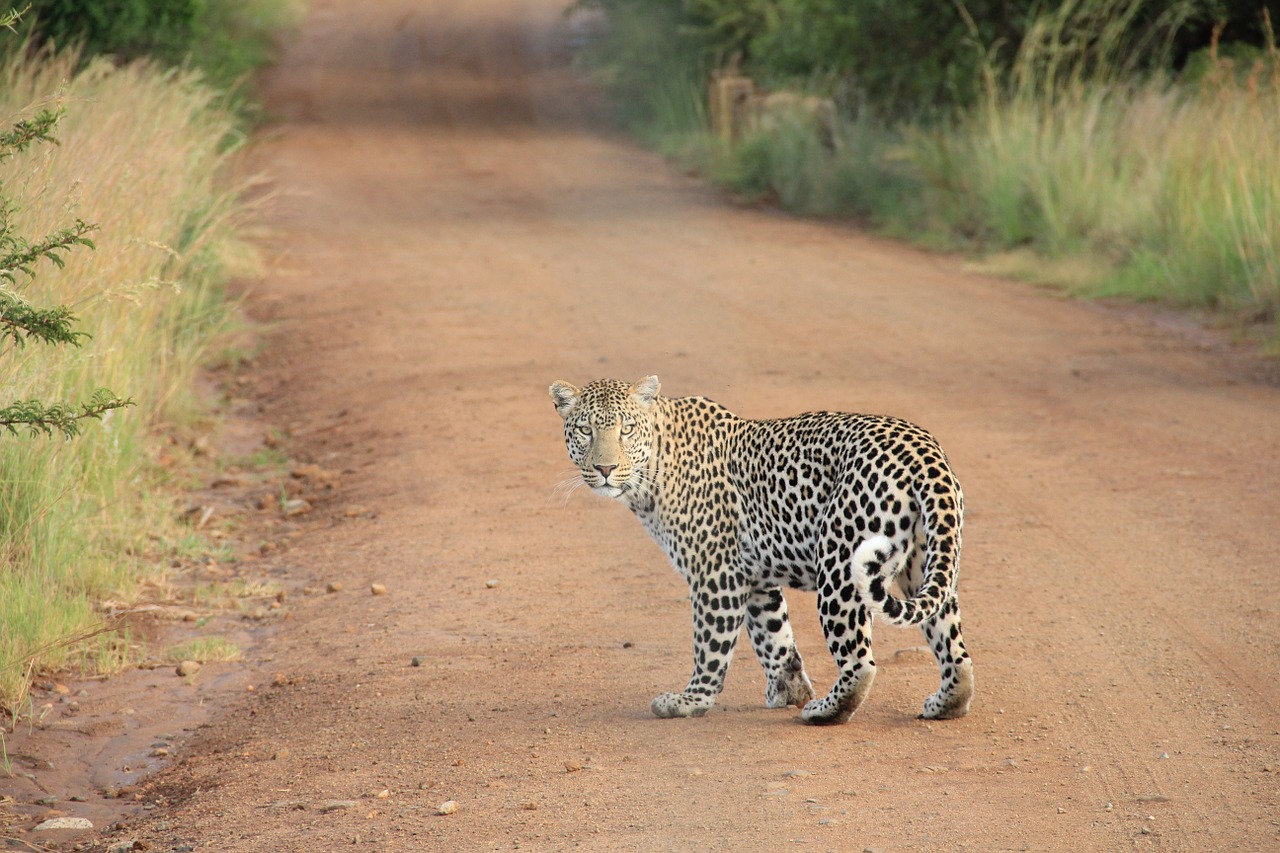 leopard safari wildcat free photo