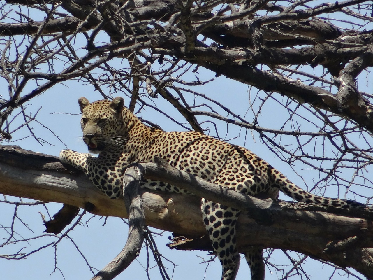 leopard prey dead tree free photo