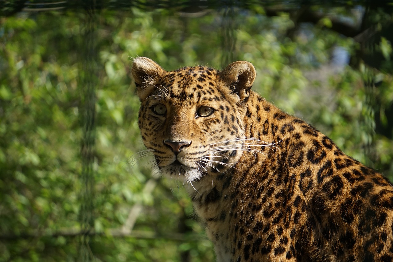 leopard  dangerous  predator free photo