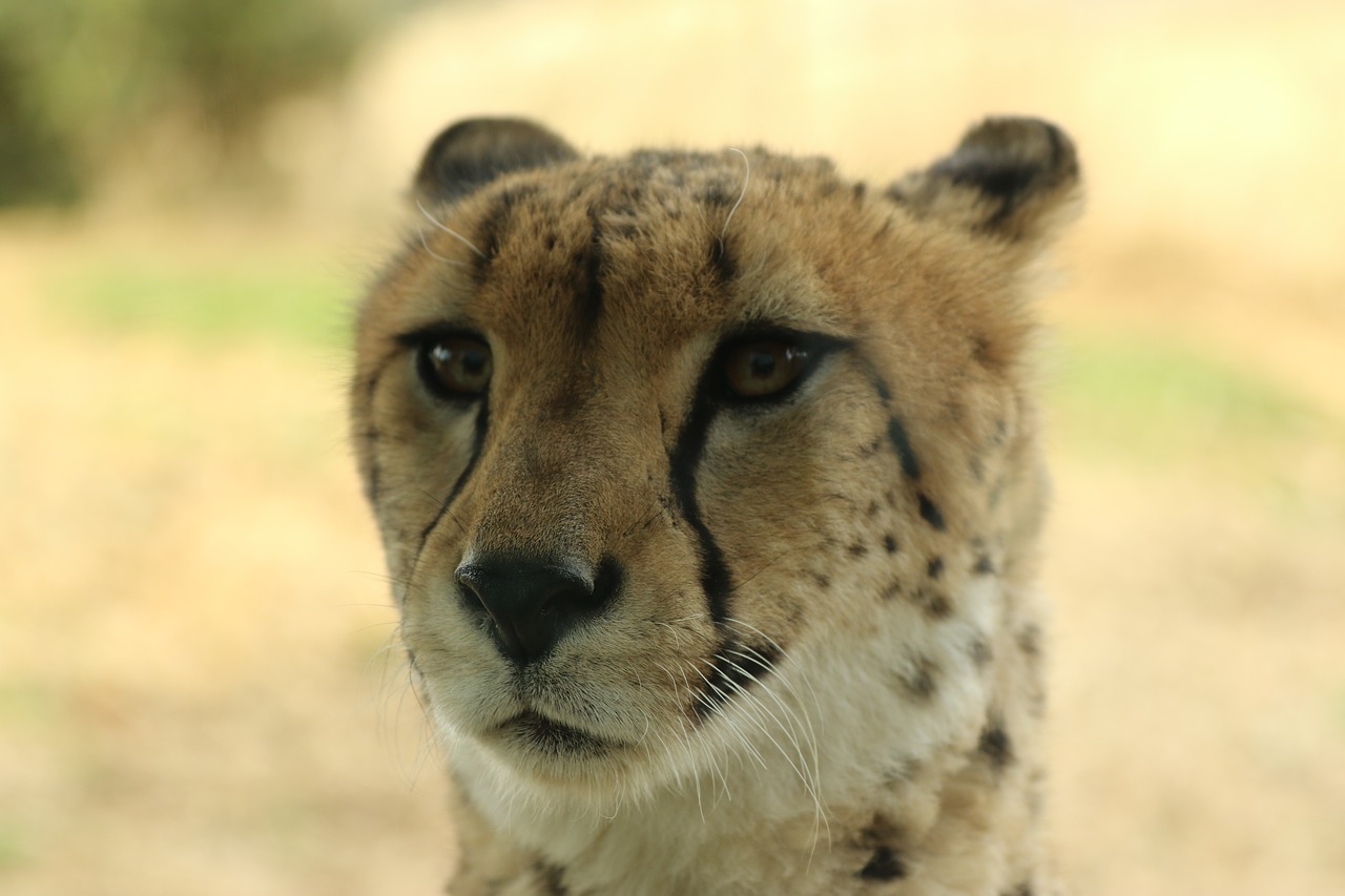 leopard  front  dauntless free photo