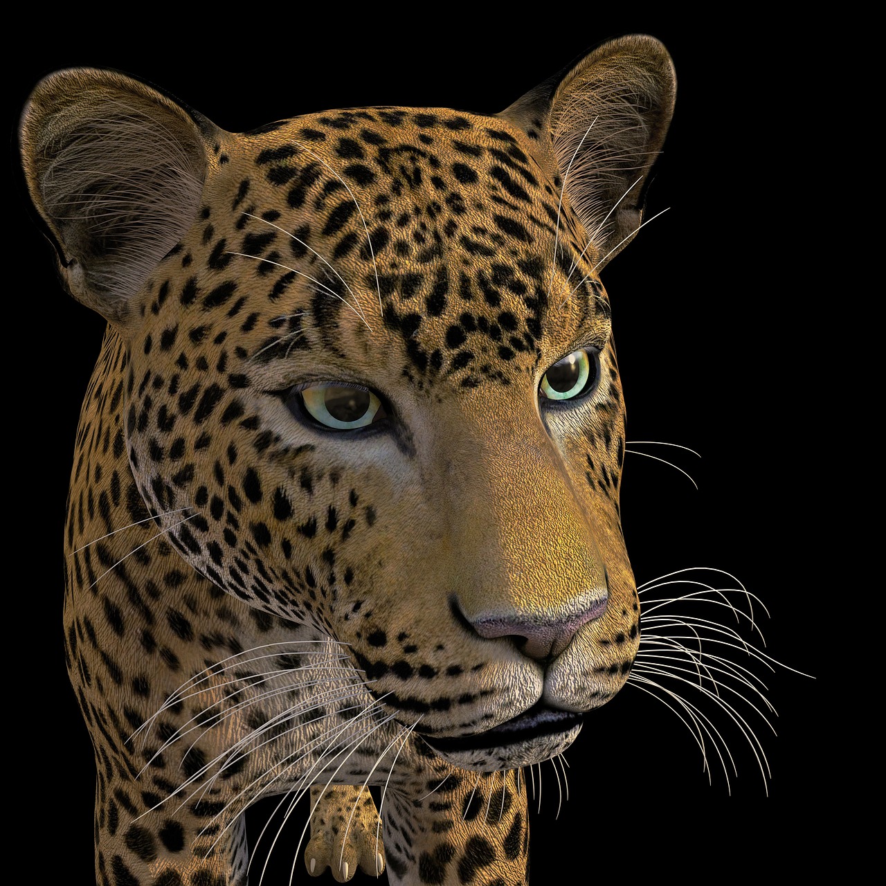 leopard  big cat  wildcat free photo