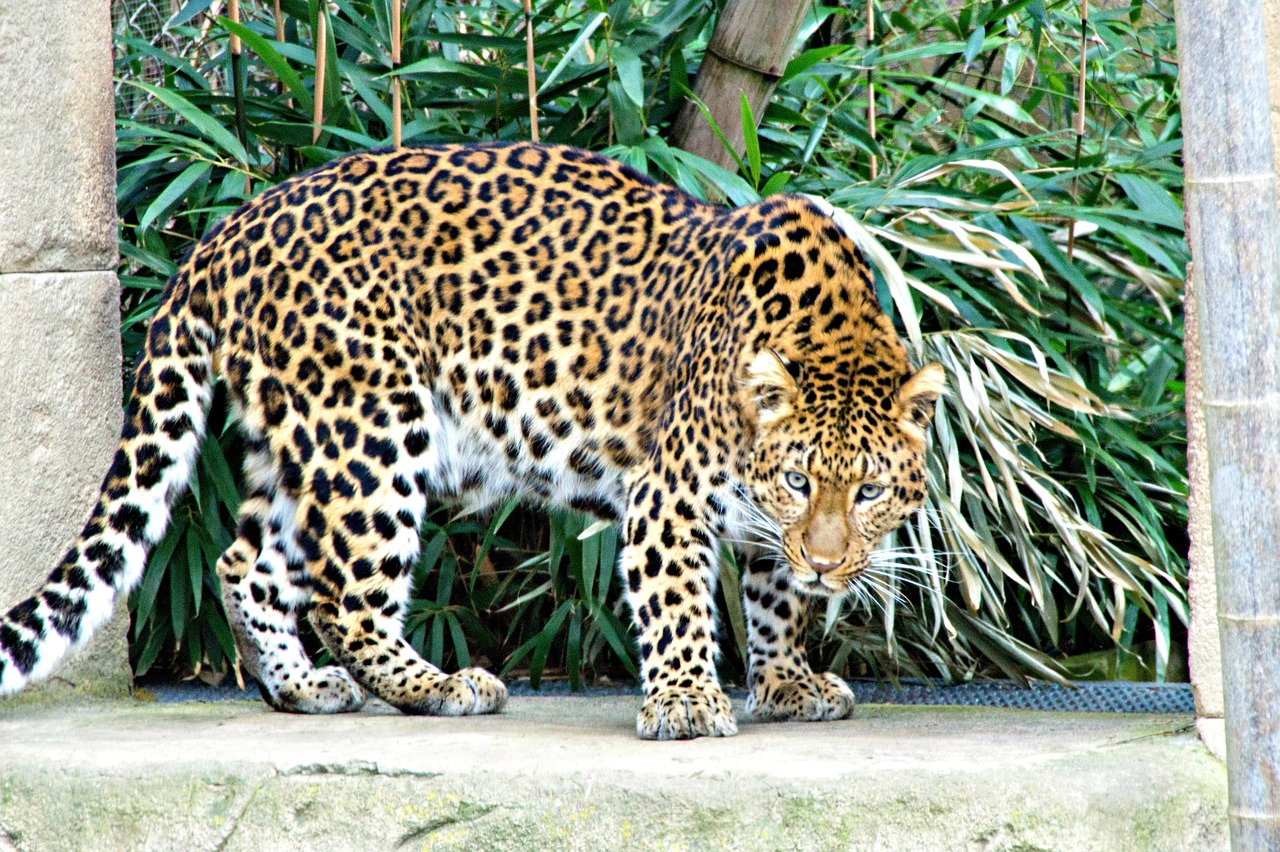 leopard  zoo  feline free photo