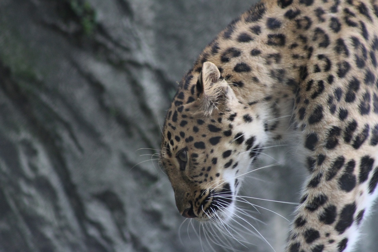 leopard  large  cat free photo