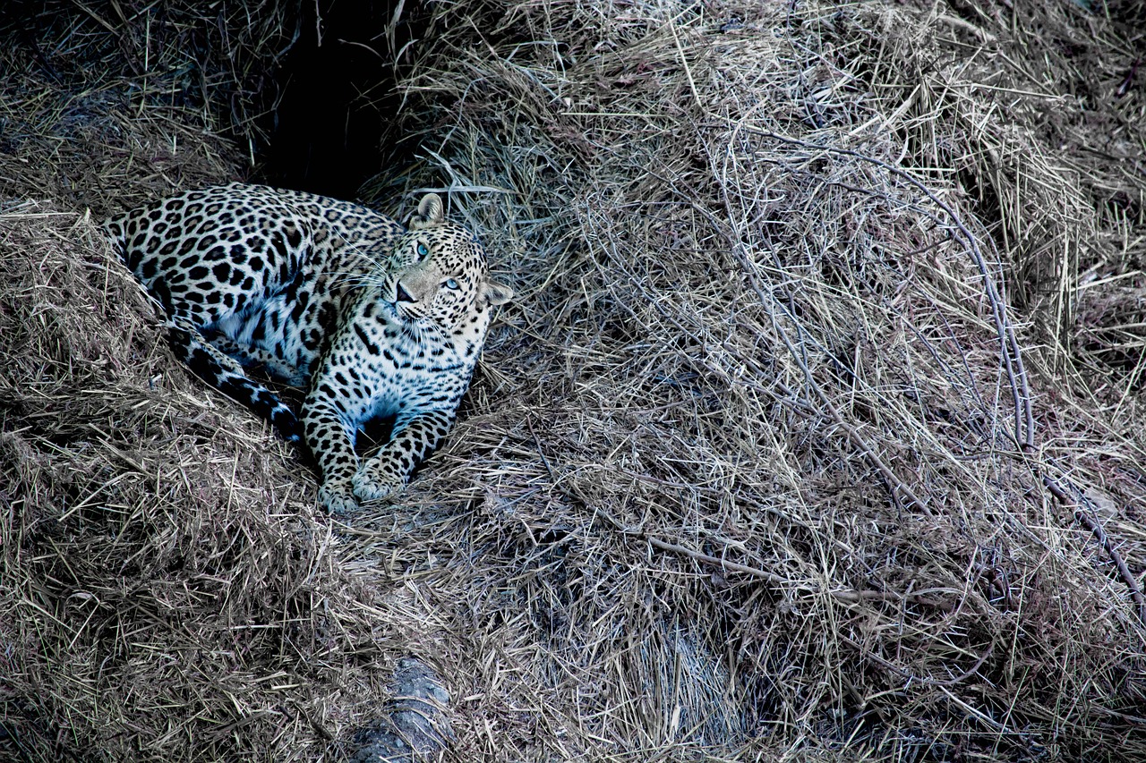 leopard  tiger  wildlife free photo