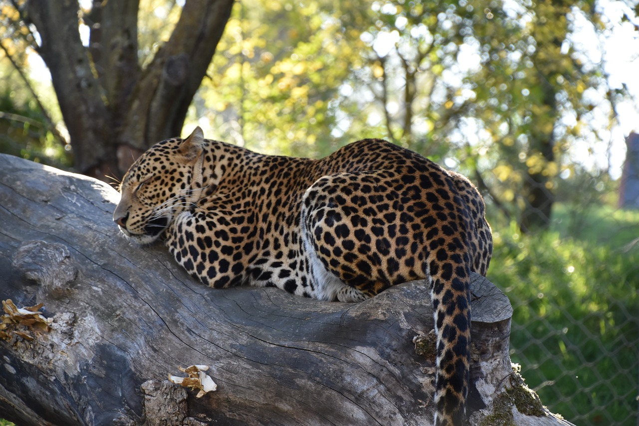 leopard  nature  close up free photo