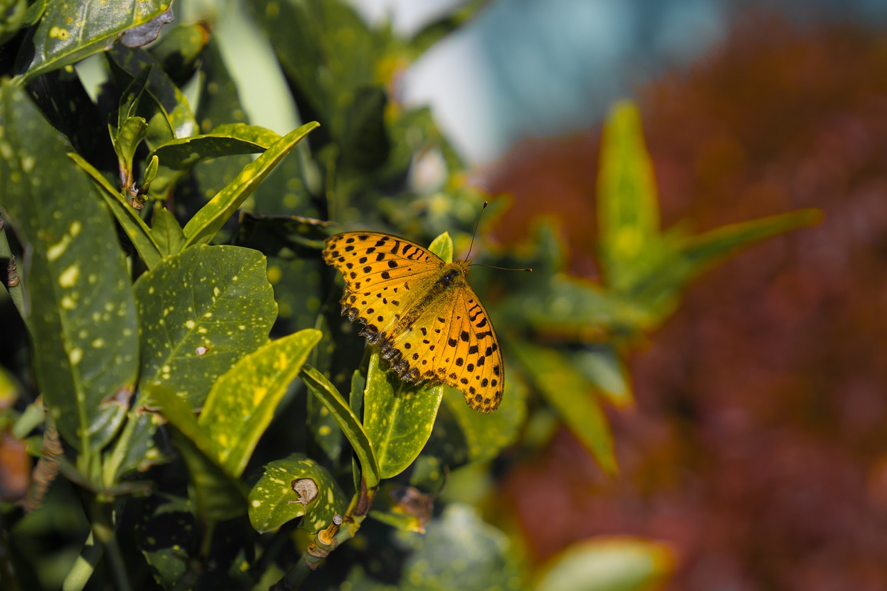 leopard  butterfly  nature free photo