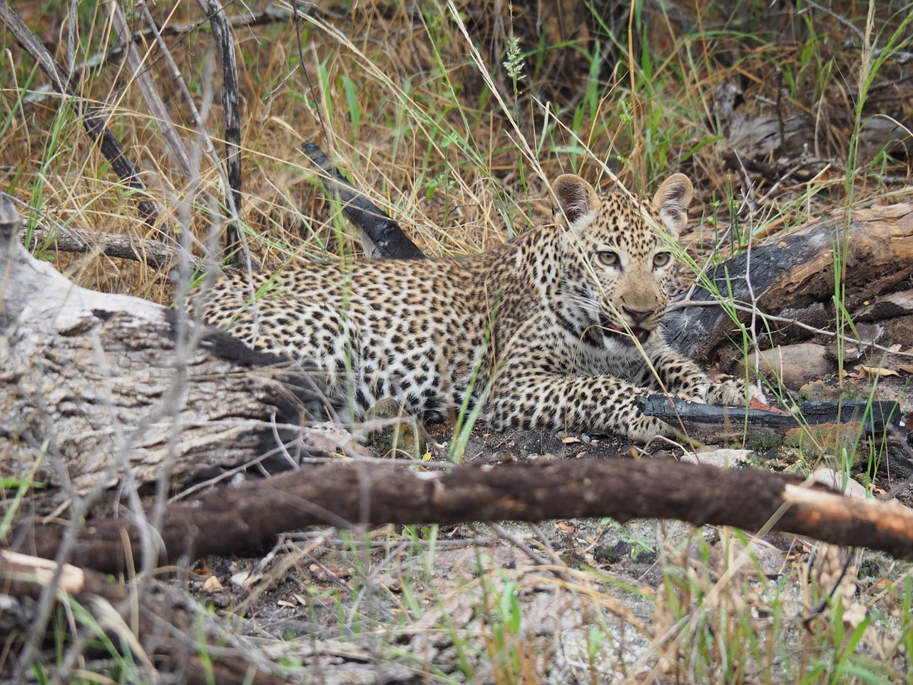 leopard  africa  safari free photo