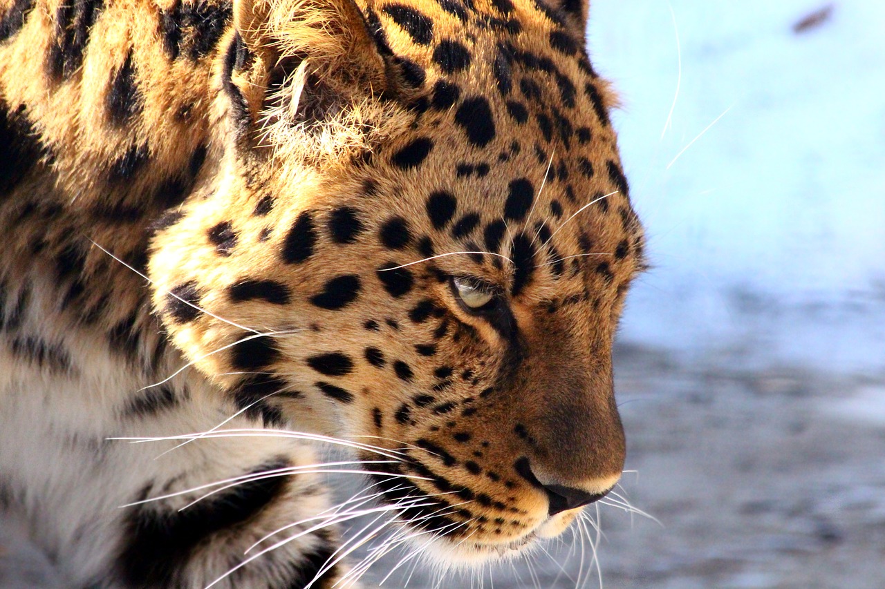 leopard  the far eastern leopard  predator free photo