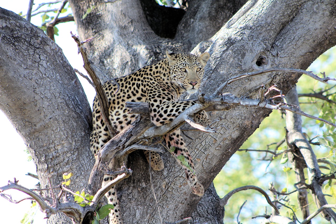 leopard  predator  wildlife free photo