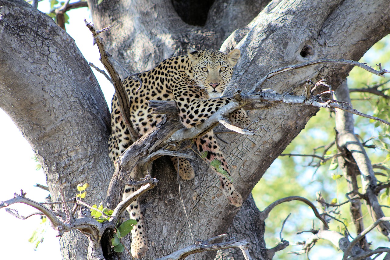 leopard  tree  predator free photo