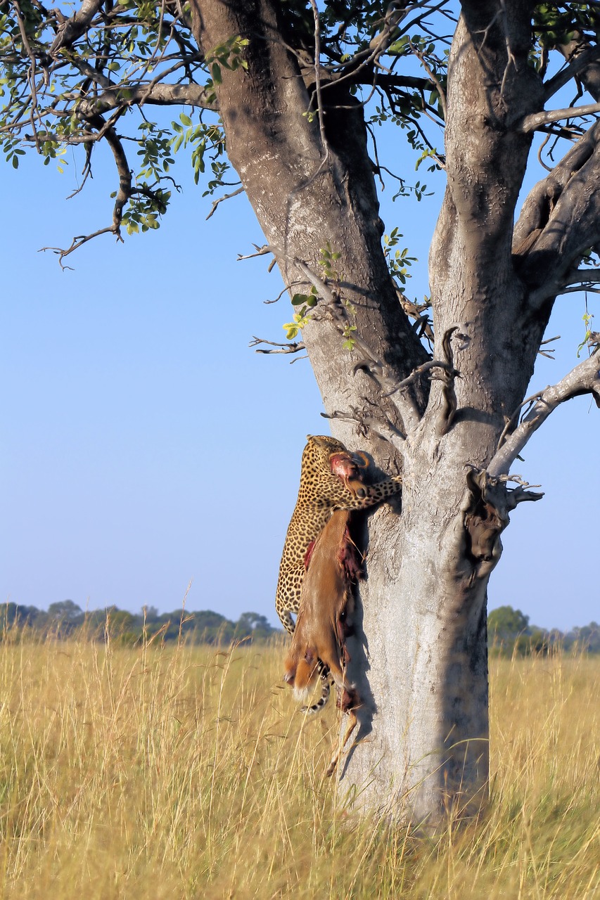 leopard  climbing  tree free photo