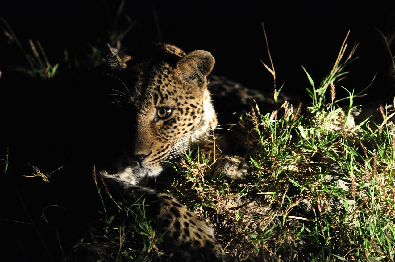 leopard  africa  safari free photo