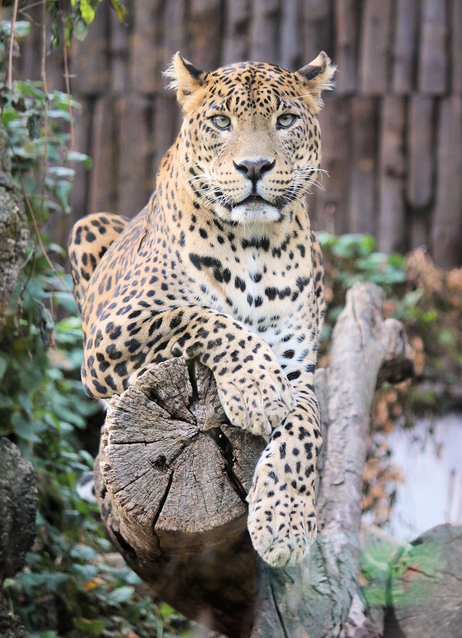 leopard  panther  beast free photo