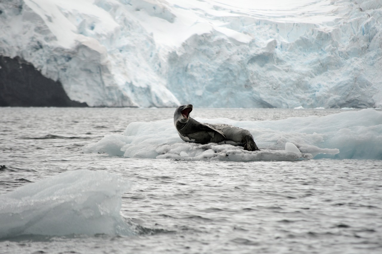 leopard  leopard seal  ice free photo