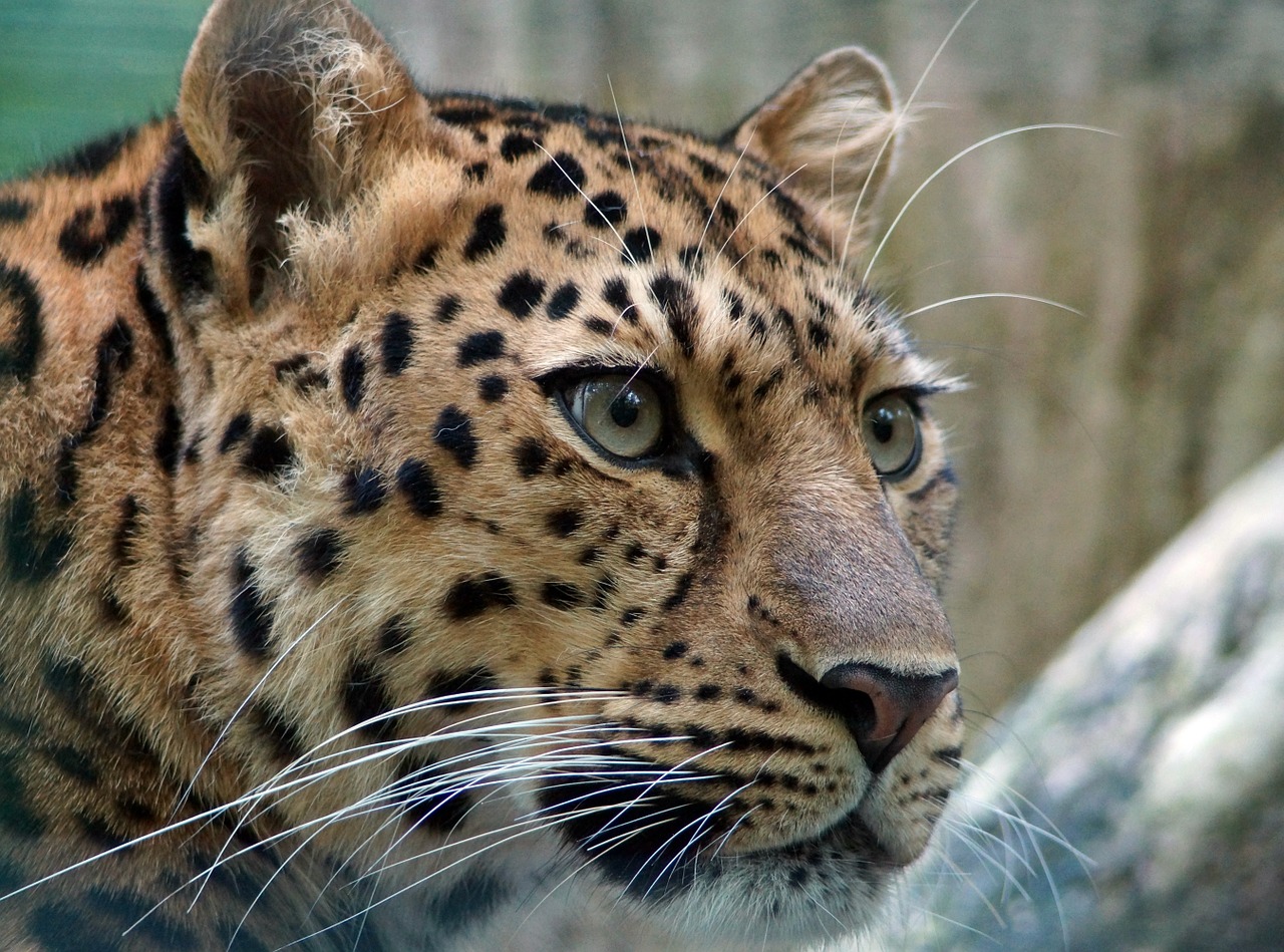 leopard amur cat free photo
