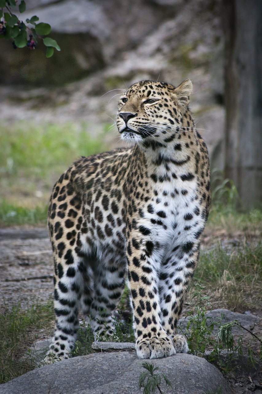 leopard zoo cat free photo