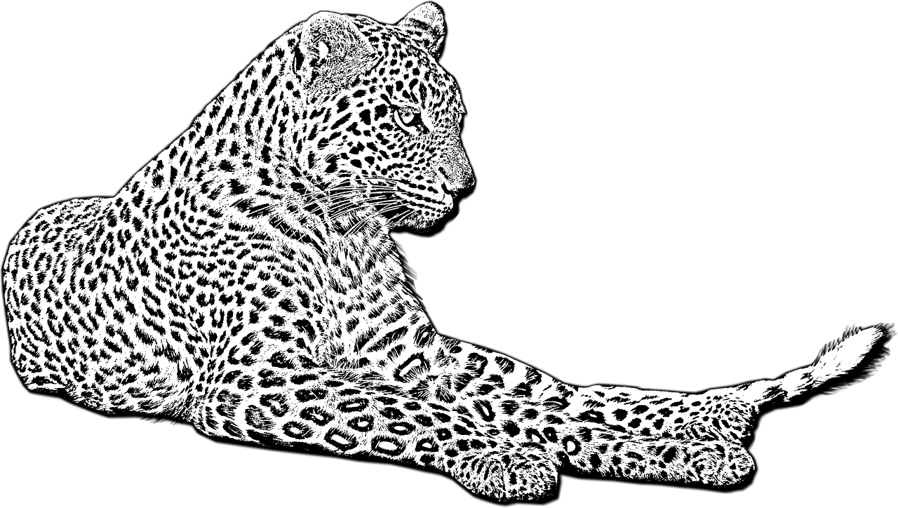 leopard  wild cat  african leopard free photo