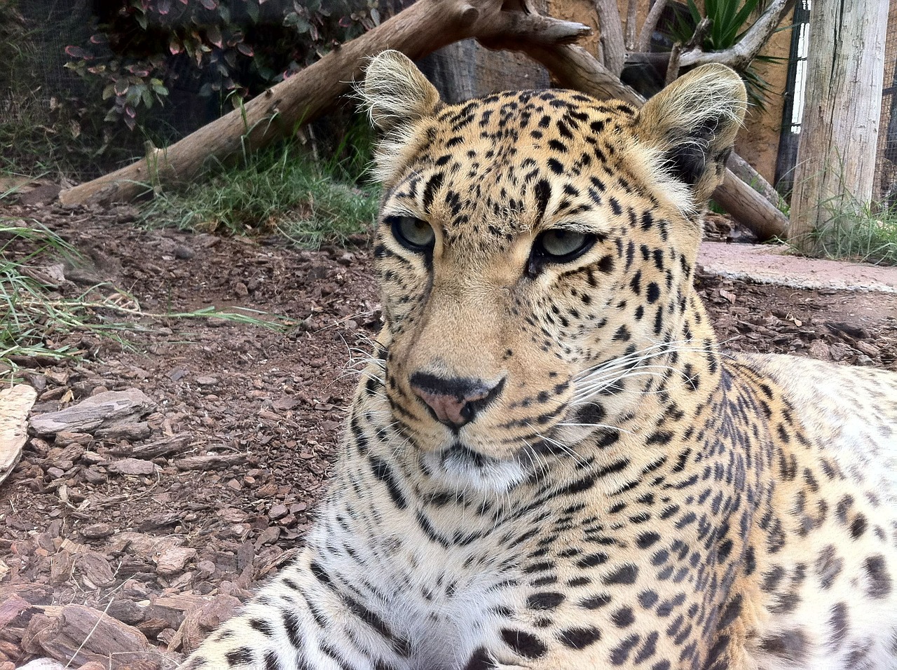 leopard big cats wildlife free photo